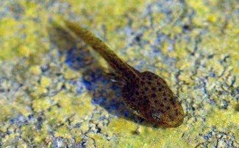 小班美术优秀教案《小蝌蚪找妈妈》附反思