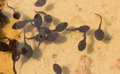 ��С��������衷С�����Խ̰���ͨ��6ƪ��