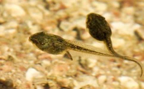 大班语言《小蝌蚪找妈妈》教案