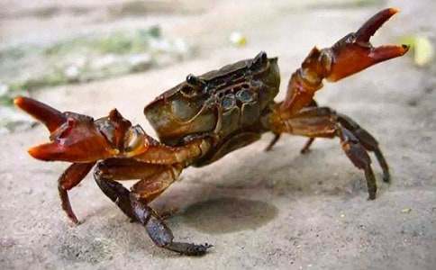 螃蟹逃跑记睡前故事