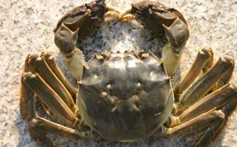 抓螃蟹作文(精选)