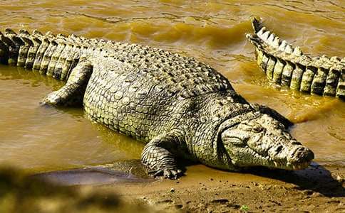 鳄鱼眼泪睡前故事