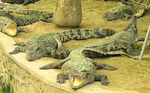 牙痛的鳄鱼睡前故事