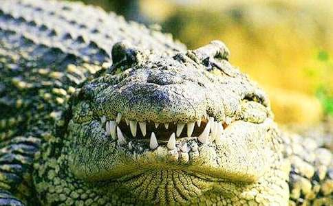 不肯死在水里的鳄鱼睡前故事(通用10个)